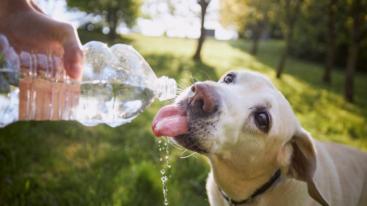 Todos Los Tips Para Cuidar A Las Mascotas Ante Las Altas Temperaturas Y