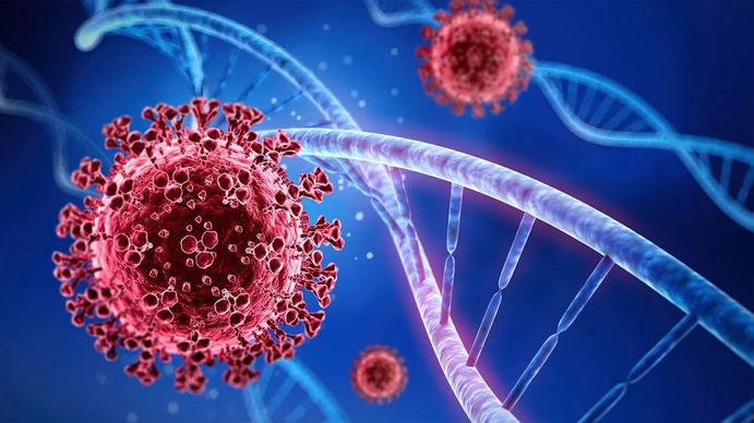 Una proteína impide que las variantes del coronavirus pueda infectar a células sanas (Foto: Archivo)