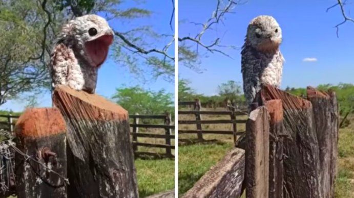 ¡¿Y ese aullido?!: la monstruosa ave nocturna con la que se topó una mujer en pleno campo