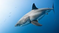 Hay una realidad y es que Duncan estaba al tanto de que ese era uno de los lugares con más tiburones presentes, pero que pese a eso no estaba preocupado por el surfista. Hay una realidad y es que Duncan estaba al tanto de que ese era uno de los lugares con más tiburones presentes, pero que pese a eso no estaba preocupado por el surfista.