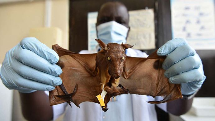 Se estima que cerca de un 50%&nbsp;de quienes lo tienen&nbsp;mueren&nbsp;como consecuencia de la enfermedad.&nbsp;