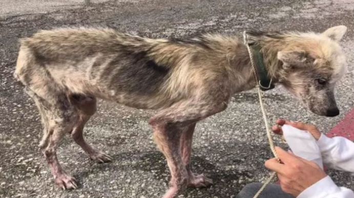 Le pegaba a su perro y le quitaron la tenencia: no podrá volver a tener mascotas