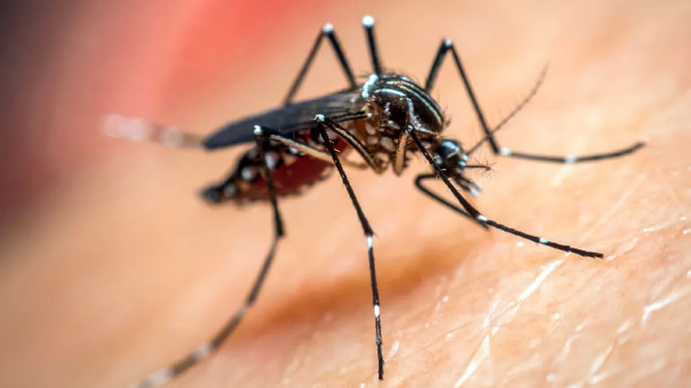 El 80% de casos de dengue que se registran son autóctonos