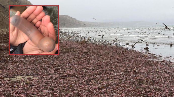 Invasión de peces pene en una playa Argentina.