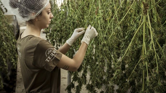 Cannabis: la posibilidad de una nueva industria para la economía argentina.&nbsp;