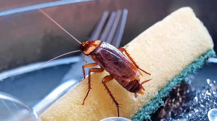 El truco casero definitivo para eliminar las cucarachas del hogar