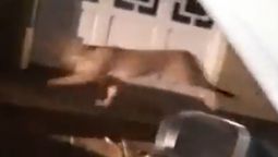Filman a un puma en las calles de Coronel Dorrego