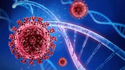 Una proteína impide que las variantes del coronavirus pueda infectar a células sanas (Foto: Archivo) Una proteína impide que las variantes del coronavirus pueda infectar a células sanas (Foto: Archivo)