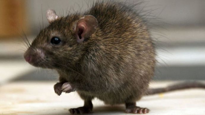 Preocupación por la aparición de ratas en una escuela porteña