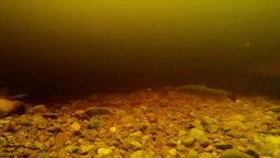 un nuevo video alimenta la leyenda del monstruo del lago ness un nuevo video alimenta la leyenda del monstruo del lago ness