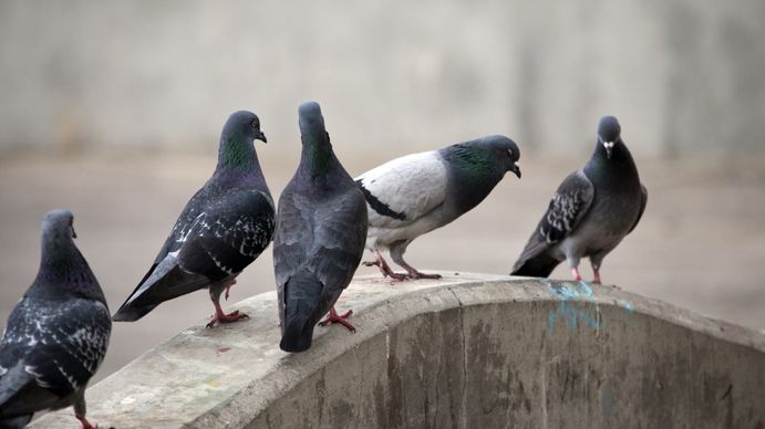 La plaga de palomas en Buenos Aires La plaga de palomas en Buenos Aires