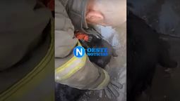 La mascota, mientras un bombero le coloca una máscara de oxígeno. La mascota, mientras un bombero le coloca una máscara de oxígeno.