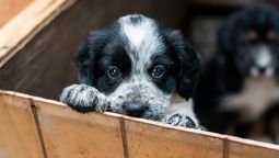 adopcion de perros: ¿que debo tener en cuenta? adopcion de perros: ¿que debo tener en cuenta?