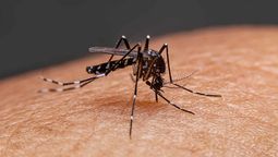 Marcio Alazraqui: Hay casos de dengue y los síntomas son parecidos a los del coronavirus