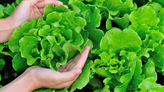 El precio de la lechuga llega a los $1000 el kilo.