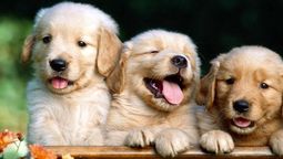 ¿Cómo cuidar a las mascotas por la ola de calor?