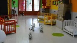 Cómo es una guardería para mascotas