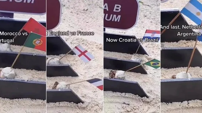 Mundial Qatar 2022 |Una carrera de cangrejos vaticinó que Argentina vencerá a Países Bajos (Foto: Twitter La Patilla).