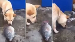 El perrito que enterneció a todos en las redes. El perrito que enterneció a todos en las redes.