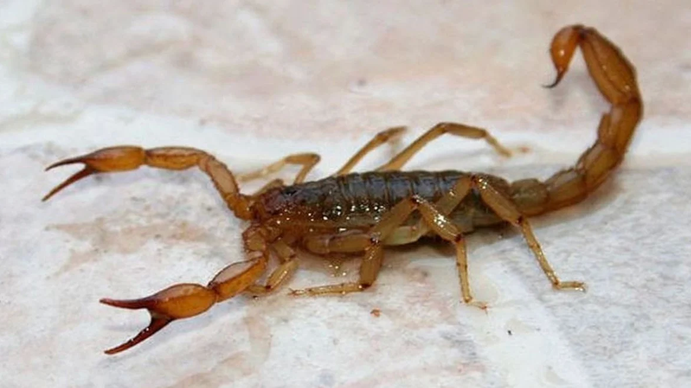 Alarma en una escuela de CABA por la aparición de un alacrán: piden suspender las clases (Foto: twitter)