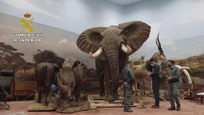 Museo clandestino de animales embalsamados en España: Las autoridades investigan a un empresario tras dar con su colección privada con 1.090 ejemplares