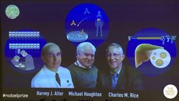 distinguen con el nobel de medicina a los descubridores del virus de la hepatitis c distinguen con el nobel de medicina a los descubridores del virus de la hepatitis c